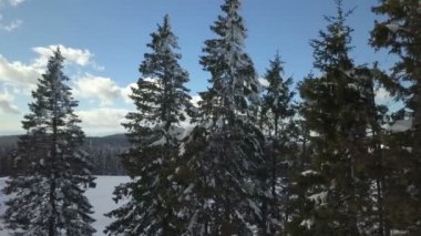 Etrafta bir sürü çam ağacı var ve her yerde kar var..