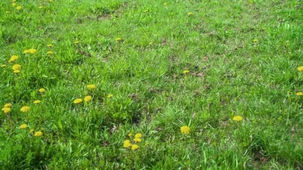 Many Dandelions Growing Green Meadow Spring Time Car Driving Country — ストック動画