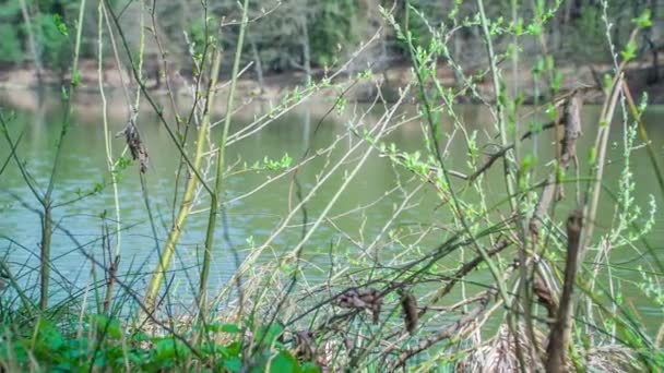 Lago Lugar Parece Poco Abandonado Buen Día — Vídeos de Stock