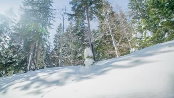 Car Passing Hills Lot Snow Winter Time Spruces Also Covered — Stock Video