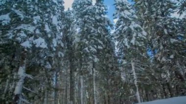Ladin ağaçları karla kaplıdır. Hava görüntüsü. Yerde de çok fazla kar var..