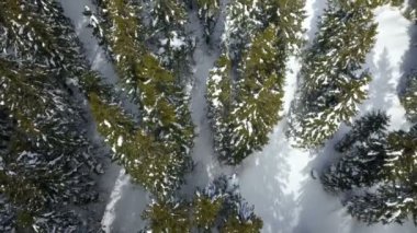 Ladin ağaçlı orman karla kaplıdır. Hava görüntüsü.