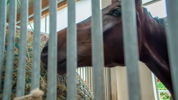 Een Prachtig Bruin Paard Eet Voedergewassen Voordat Iemand Een Heel — Stockvideo