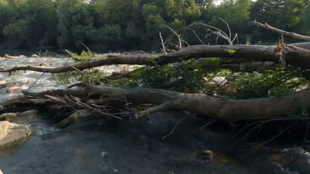 Tree Lying Middle River River Calmly Passing — Stock Video