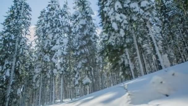 在一个滑雪胜地 这是一个阳光明媚的日子 阳光正透过云杉树照耀着 现在是冬天了 — 图库视频影像