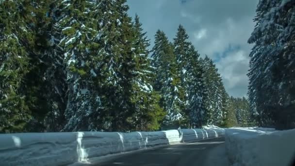 スプルースの木は雪で覆われている 空中射撃だ地面にも雪がたくさん降っています — ストック動画
