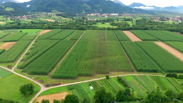 Natura Serena Bella Colpo Aereo Primavera Tutto Splendidamente Verde — Video Stock