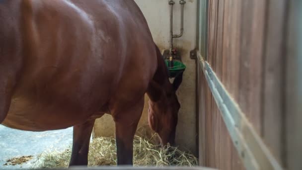豪華な茶色の馬は彼の避難所で飼料を食べています そして何も気にしません — ストック動画