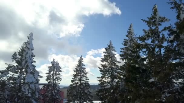 Gökyüzü Mavi Orada Birkaç Bulut Var Ağaçlar Karla Kaplıdır — Stok video