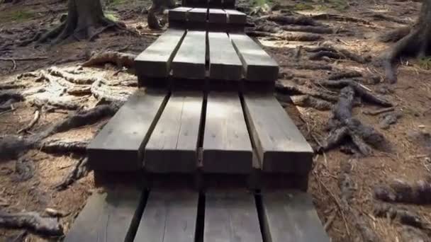 Houten Treden Het Bos Natuur Echt Prachtig — Stockvideo