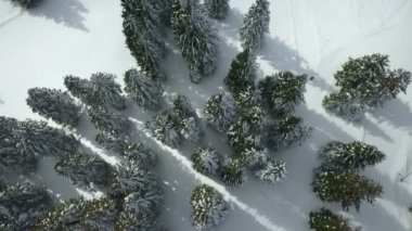 Ladin ağaçlarında çok kar var. Bu Slovenya 'daki ünlü bir kayak merkezinde gerçekleşiyor. Hava görüntüsü.