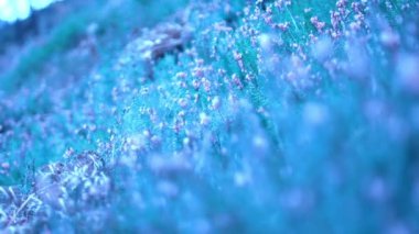 Çayırdaki çiçekler ve günün bu saatinde ışık mavidir..