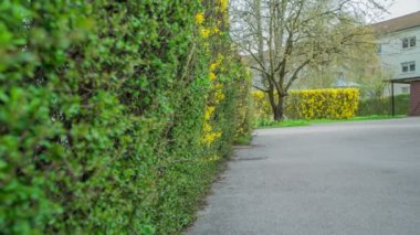 Yeşil bir çit ve Forsythia çiçekleri. Yılın bu zamanında doğa gerçekten çok güzeldir. Her şey çiçek açıyor ve çiçek açıyor..