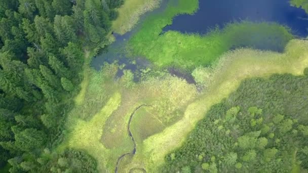 Jest Lato Świeżym Powietrzu Strzał Powietrza Drzewa Łąki Pięknie Zielone — Wideo stockowe