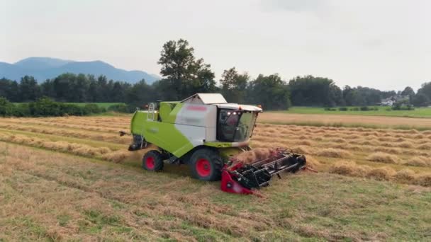 Huge Green Combine Harvesting Wheat Also Making Narrow Line Summer — Stock Video