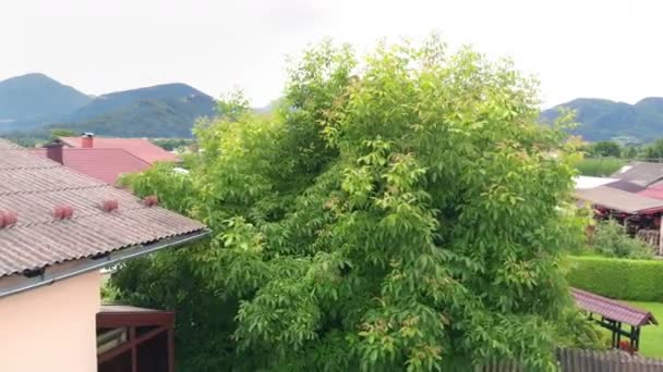 Árbol Verde Muy Bonito Naturaleza Está Floreciendo Esta Una Época — Vídeos de Stock