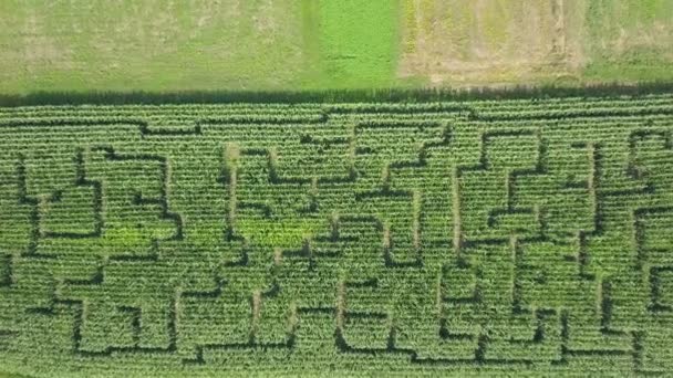 Disparo Aéreo Podemos Ver Campo Maíz Verano Naturaleza Está Floreciendo — Vídeos de Stock