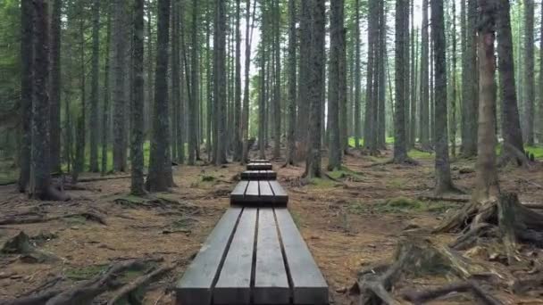 Nella Foresta Solo Pace Serenità Tutti Gli Alberi Sono Molto — Video Stock