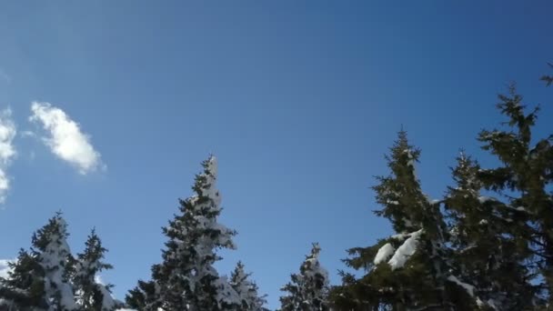 スプルースの木の枝には雪が積もっている 空は美しく青い — ストック動画
