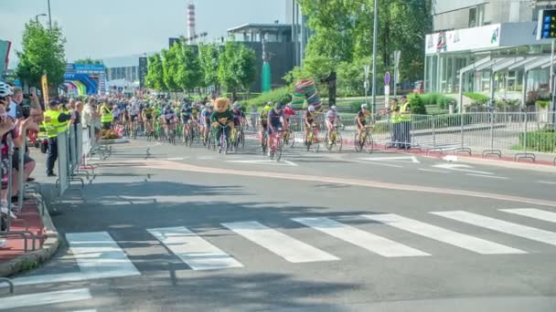 クマのマスコットは プロのロード自転車レースのグループで彼の自転車に乗っていると彼は良い仕事をしています 彼は小さな自転車に乗っている — ストック動画