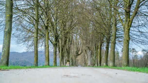 Ένας Όμορφος Δεντρόφυτος Δρόμος Φθινόπωρο Δεν Υπάρχουν Φύλλα Στα Δέντρα — Αρχείο Βίντεο