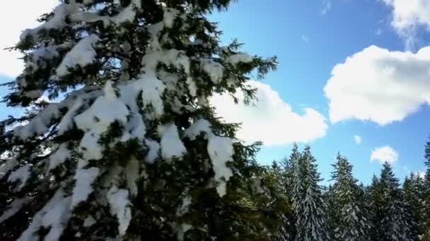 Lucht Prachtig Blauw Ligt Sneeuw Sparren Takken Het Winter — Stockvideo