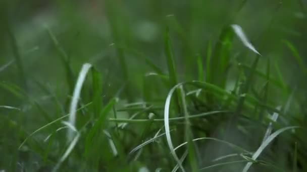 Wind Blowing Grass Moving Wind — Stock Video