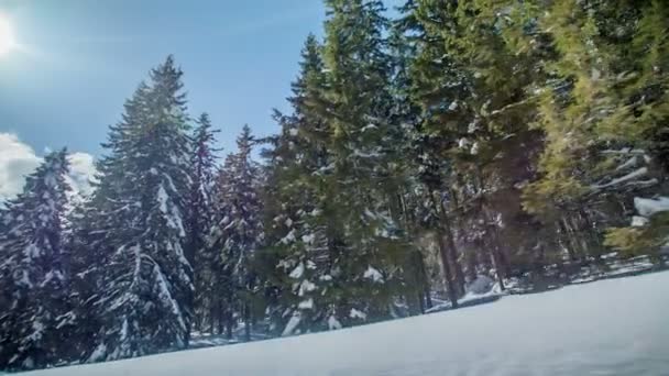 Дійсно Високі Ялини Покриті Снігом Машина Їде Дорозі Наближається Гірськолижного — стокове відео