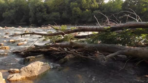 Water Flowing Peacefully Passing Fallen Tree Which Lying Middle River — Stock Video