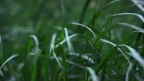 Der Wind Bläst Und Das Gras Bewegt Sich Wind — Stockvideo