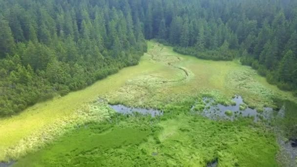 Ein Herrlicher Blick Auf Die Natur Luftaufnahme Wir Sehen Hellgrüne — Stockvideo