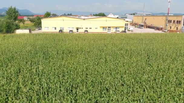 工場の隣にトウモロコシ畑があります その日はいい天気で すべてが開花して成長しています — ストック動画