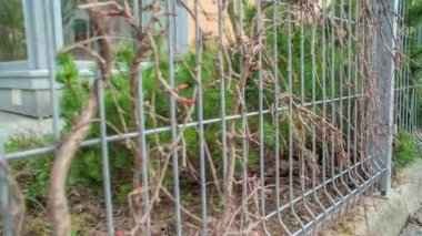 Çitin üzerinde büyüyen dallar ve çitin arkasında çalılar var..