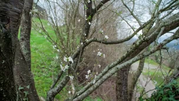 La nature se réveille lentement et le printemps arrive en ville. Il y a des bourgeons blancs sur les branches des arbres .