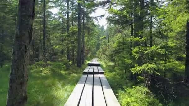 Sol Brilla Sobre Una Hermosa Hierba Verde Bosque También Podemos — Vídeos de Stock