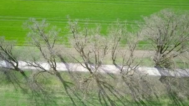Uma Estrada Arborizada Grande Prado Verde Tiro Aéreo — Vídeo de Stock