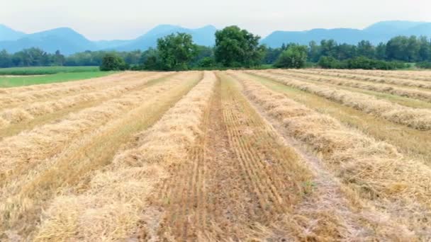 Weizenernte Auf Dem Feld Ist Ein Schöner Tag Die Landschaft — Stockvideo