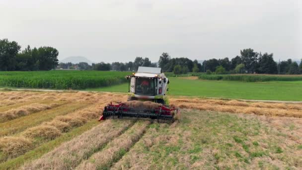 Widzimy Przednią Część Kombajnu Obracającą Się Wokół Rolnicy Zbierają Pszenicę — Wideo stockowe