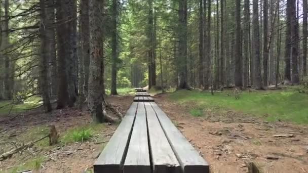 Ormandaki Ahşap Bir Patika Insanlara Yol Gösteriyor Takip Etmeleri Için — Stok video