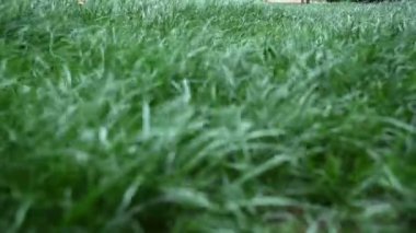 Rüzgar esiyor ve çimenler rüzgarda hareket ediyor. Rüzgar çok güçlü esiyor..