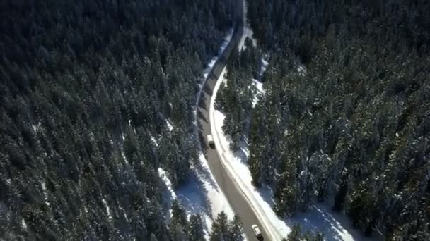 Dos Vehículos Conducen Por Una Carretera Que Atraviesa Bosque Disparo — Vídeos de Stock