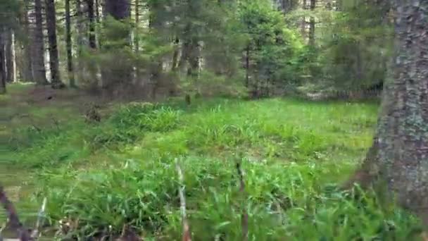 Podemos Ver Uma Relva Greeb Meio Floresta Lindo Dia Verão — Vídeo de Stock