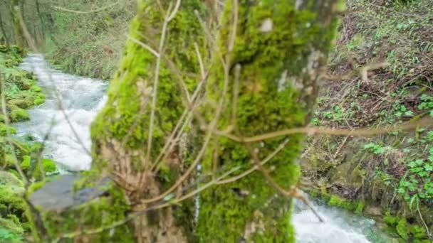 Bella Natura Nel Carso Sloveno Terreno Solitamente Caratterizzato Terreni Brulli — Video Stock