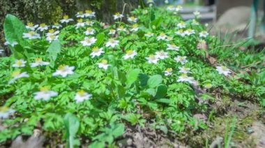 Güzel yeşil-beyaz çiçekler..