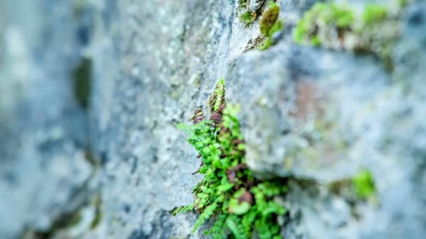 Стенах Старого Здания Словенского Карста Растут Зеленые Растения Мох — стоковое видео