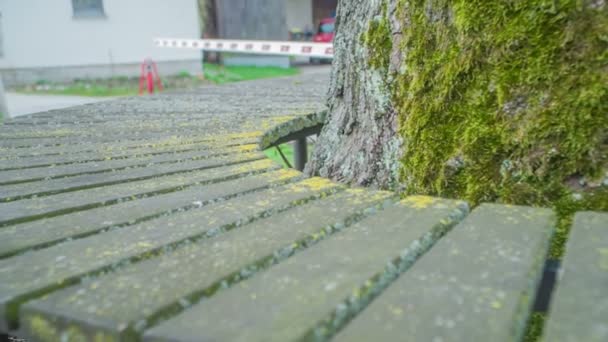 Banc Autour Arbre Les Gens Peuvent Arrêter Prendre Court Repos — Video