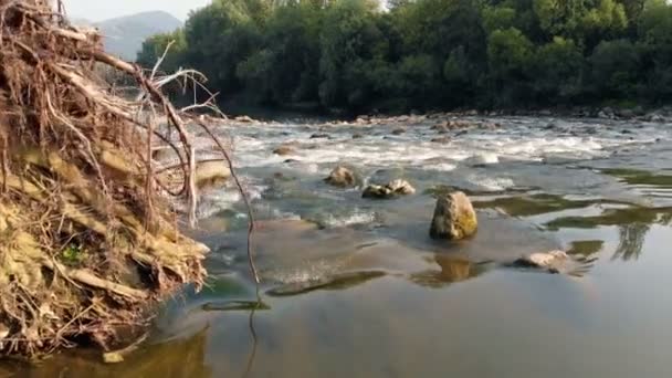 Ada Pohon Dalam Air Ini Telah Jatuh Sana Karena Badai — Stok Video
