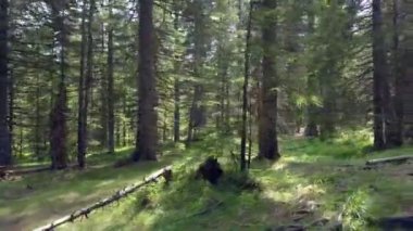 Güneş ormandaki ağaçların dallarında parlıyor. Yaz mevsimindeyiz ve doğadaki her şey yeşil ve çiçek açıyor..