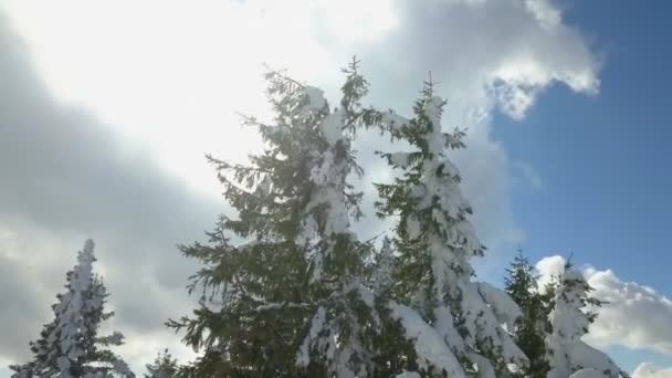 Солнце Светит Сквозь Ветви Деревьев Снег Покрывает Елки — стоковое видео