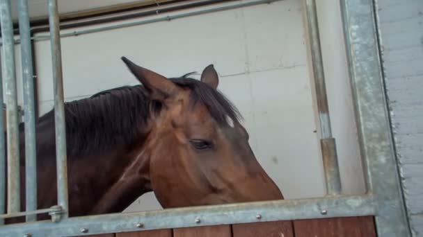 Belo Cavalo Castanho Está Comendo Forragem Seu Abrigo Ele Também — Vídeo de Stock